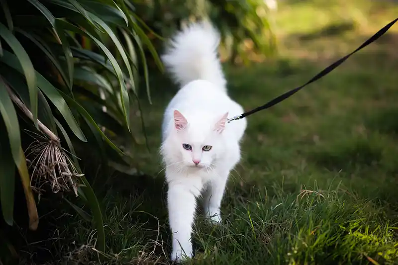 How to Take Your Cat on a Walk